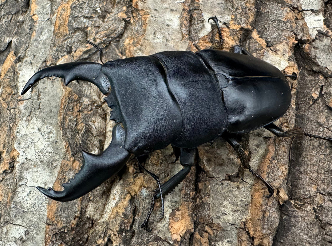 【WF1】即ブリ《マリンドッケヒラタ 90mm ペア》