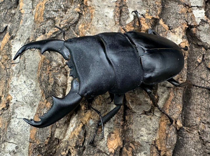 【WF1】即ブリ《マリンドッケヒラタ 90mm ペア》