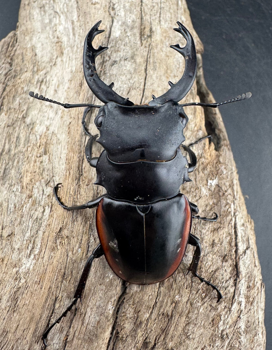 【WD】《クベラツヤクワガタ亜種sinensis 海南省産 68mm B品ペア》