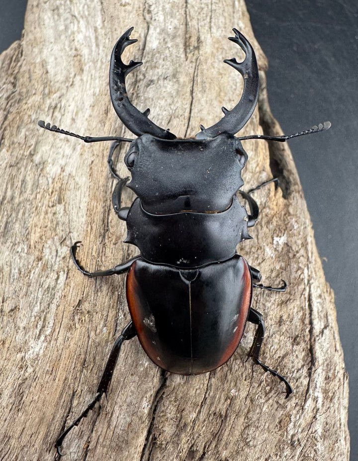 【WD】《クベラツヤクワガタ亜種sinensis 海南省産 68mm B品ペア》