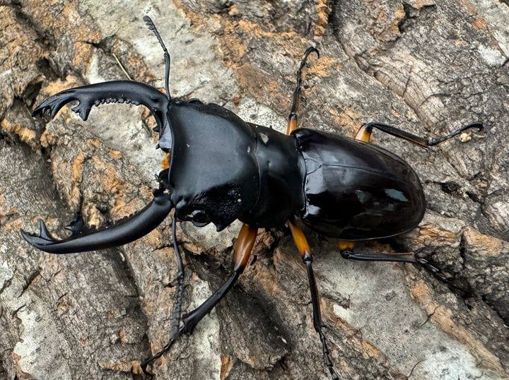 【WD】《インペリアリスツヤ亜種komorii 66mm A’品ペア》