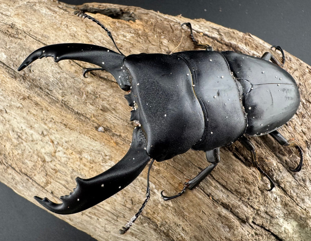 【WD】《ブルーダンヒラタクワガタ 88mm ペア》