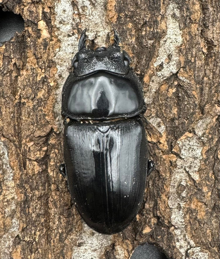 《オオクワガタ TT川西血統 54mm ♀単》ヒート氏ブリード個体
