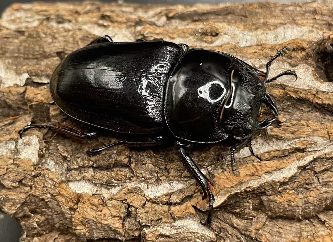 《インドグランディス亜種moriyai Garda95.0血統 80mm ♂♀♀トリオ