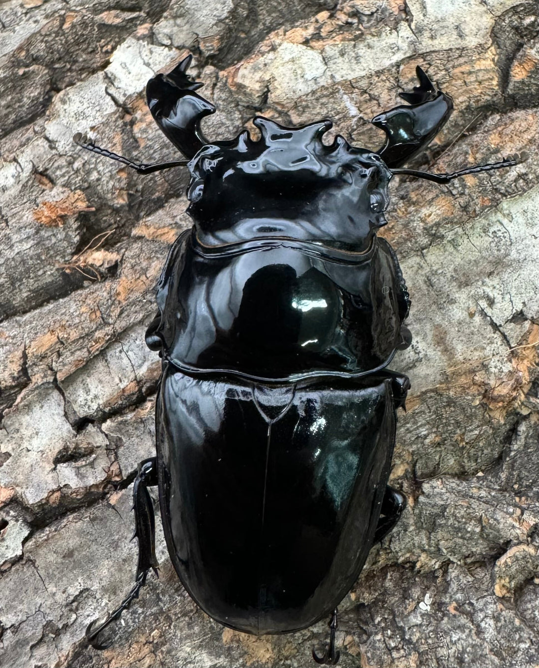 《タランドゥスオオツヤクワガタ 76.5mm ペア》