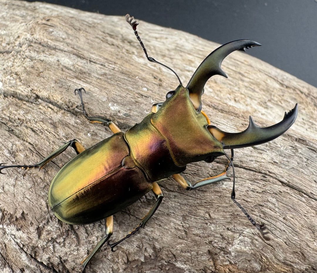 《エラフスホソアカ 52.5mm ペア》