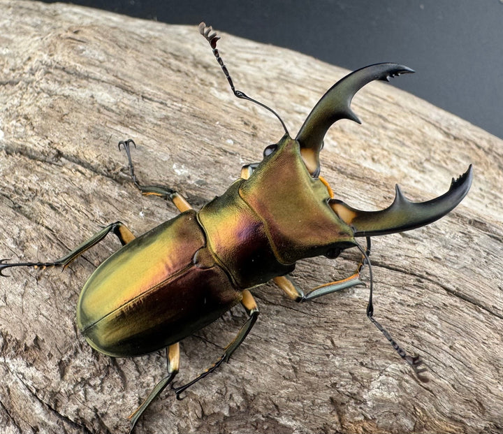 《エラフスホソアカ 52.5mm ペア》