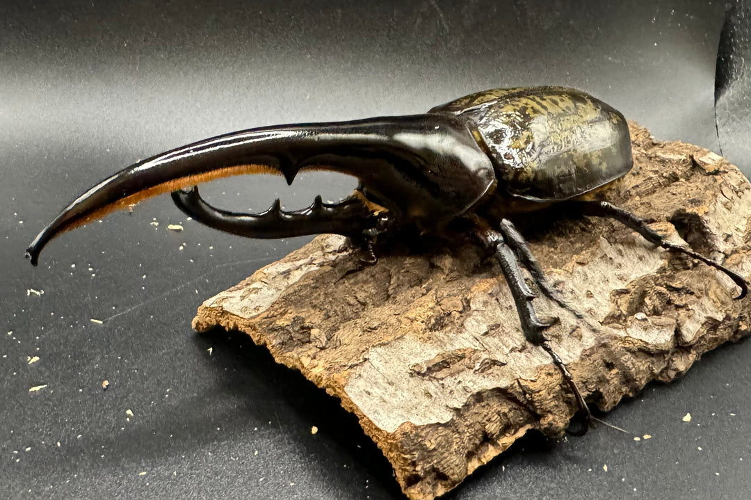 《ヘラクレス・ヘラクレス 148mm ペア》