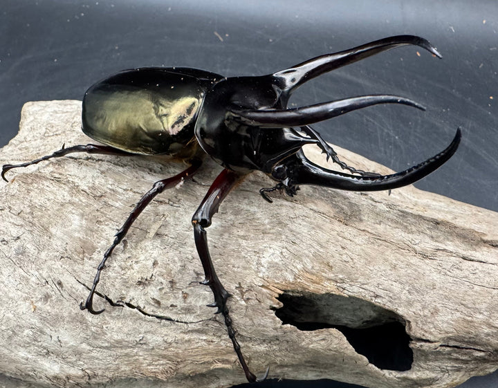 【WD】《アトラスオオカブト原名亜種 パロロ パル産 92mm ペア》