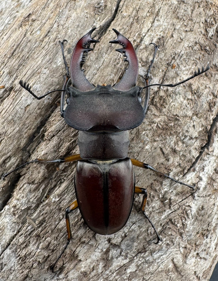 【WD】大型《ウーイーミヤマクワガタ 42mm♂♀♀トリオ》