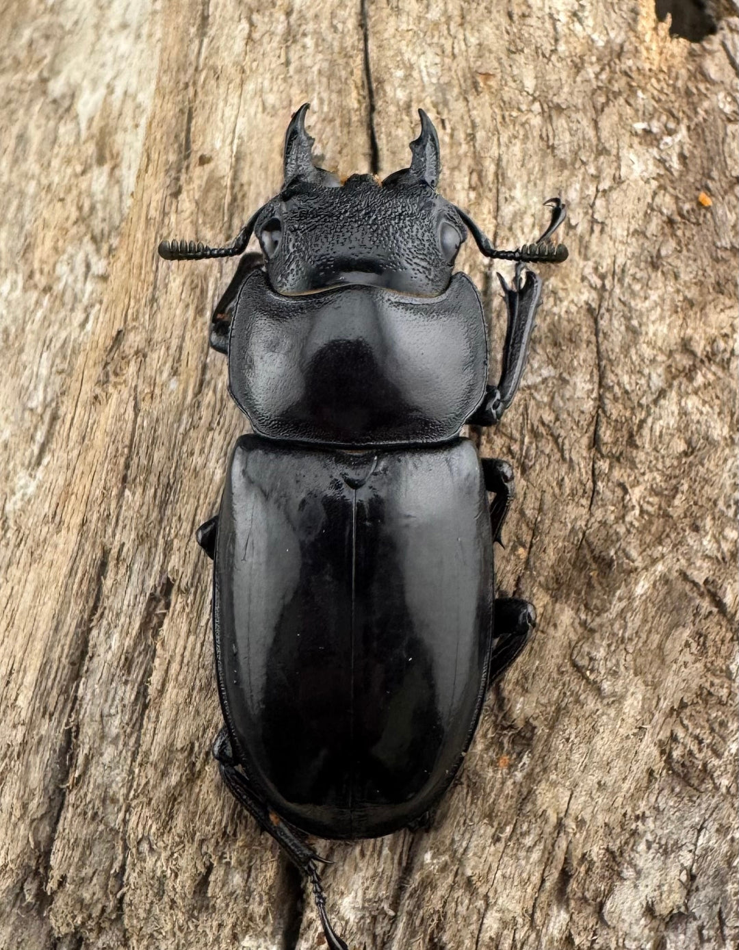 【WD】《マンディブラリスフタマタ 105.5mm ペア》