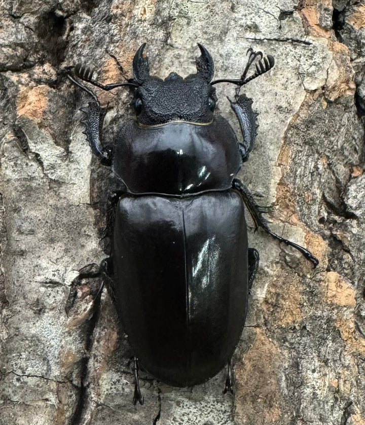 【WD】《ラミニフェルミヤマ  70mm ♂♀♀トリオ A'品》