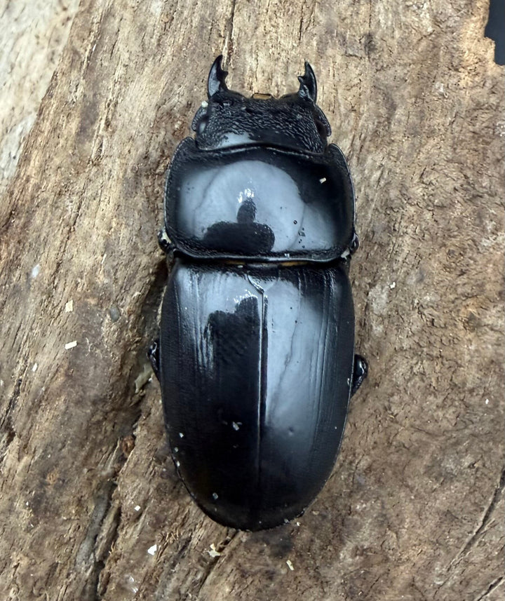 【WD】《アルキデスヒラタ アチェ産 72mm ペア》