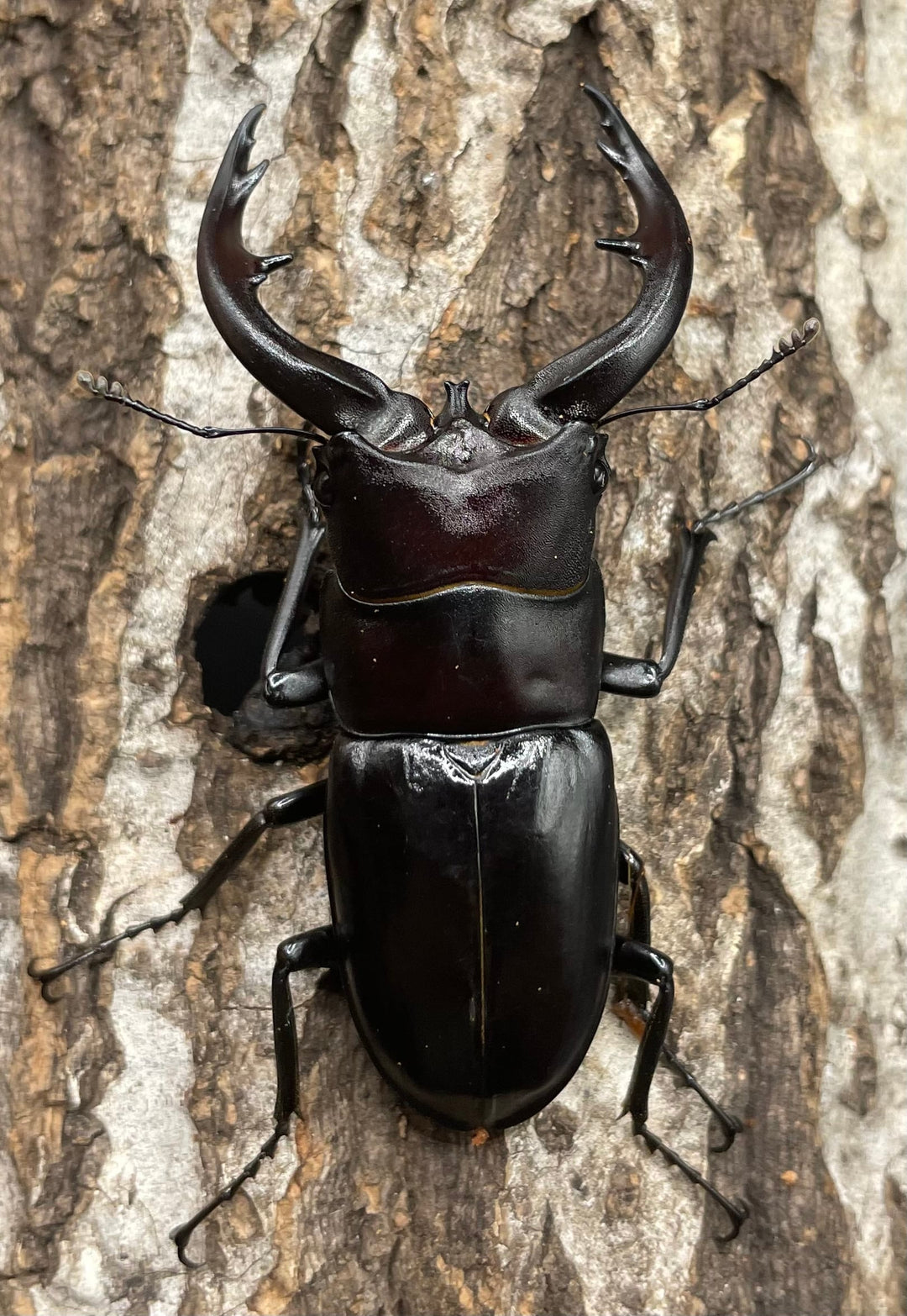 【WD】《アマミノコギリ 64mm ペア》