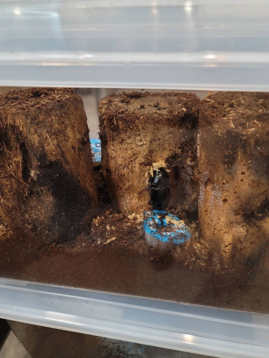 超濃度バクテリア材【襷】Lサイズ　1本