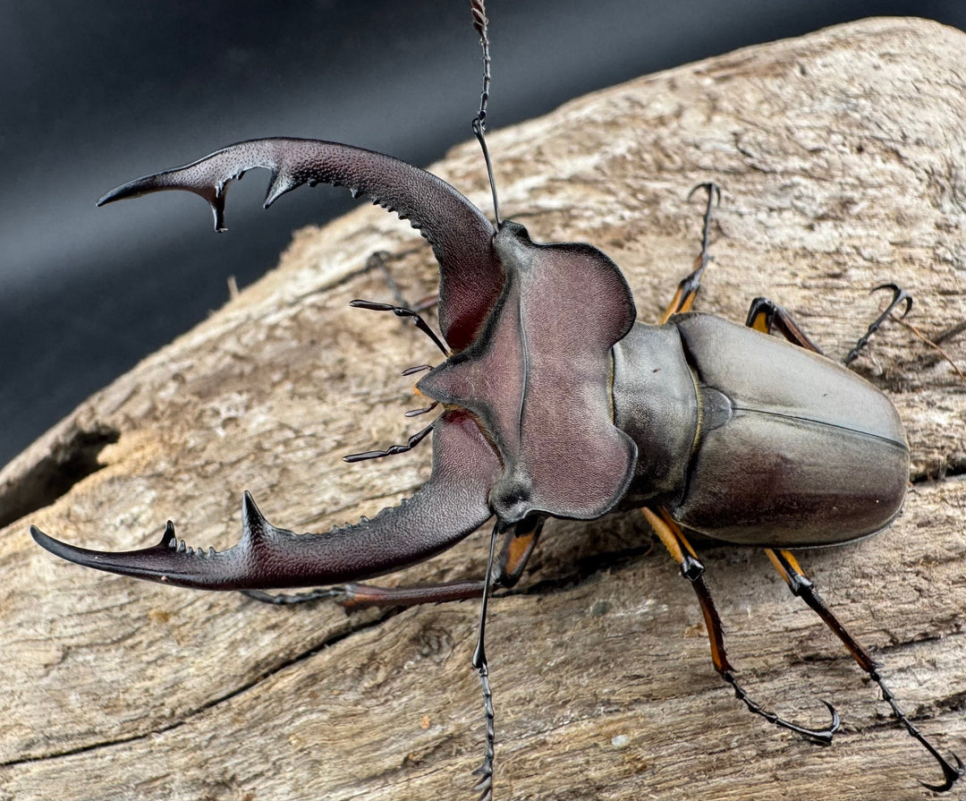 【WD】特大《フォントミヤマクワガタ 62.5mm ペア》