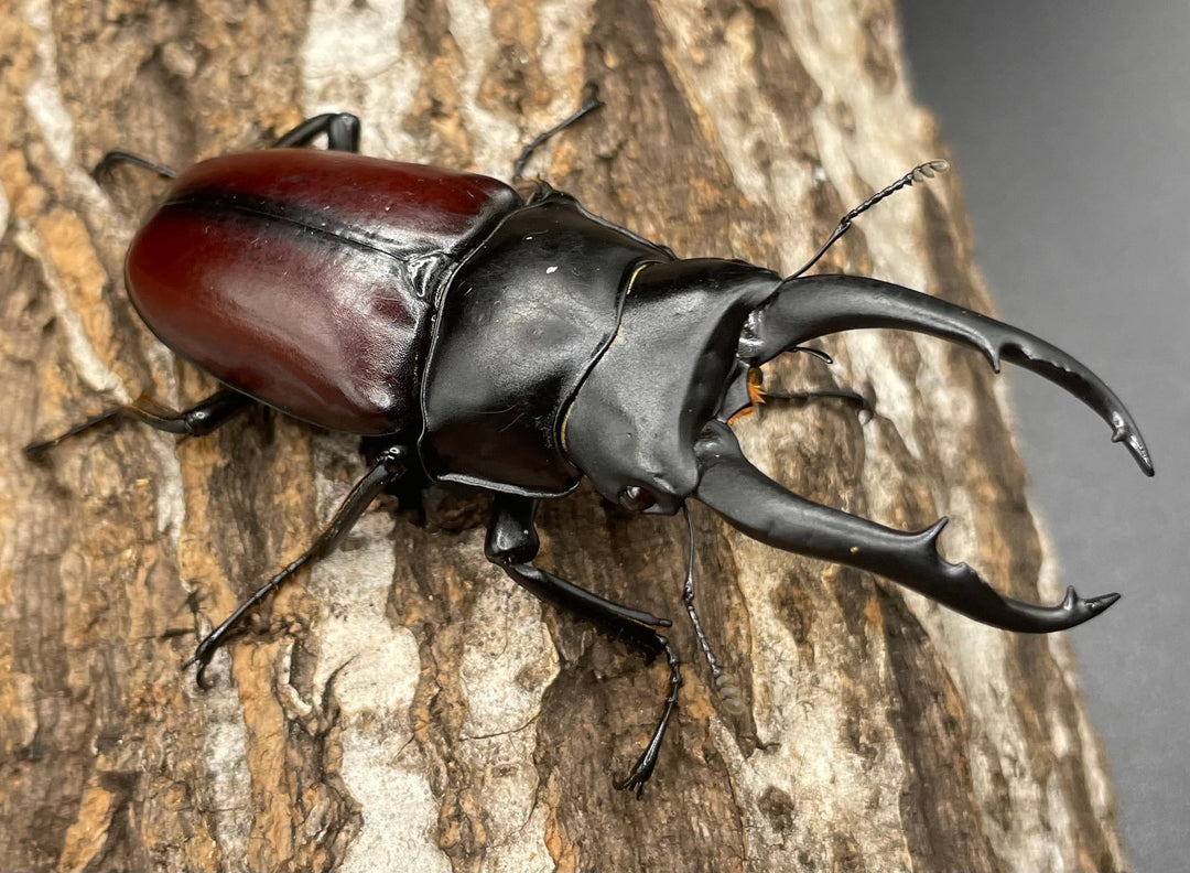 【WD】《雲南産ドンキエルコクワ原名亜種 73mm ペア》