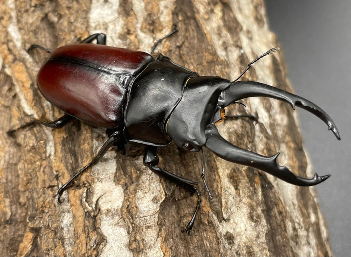 【WD】《雲南産ドンキエルコクワ原名亜種 73mm ペア》