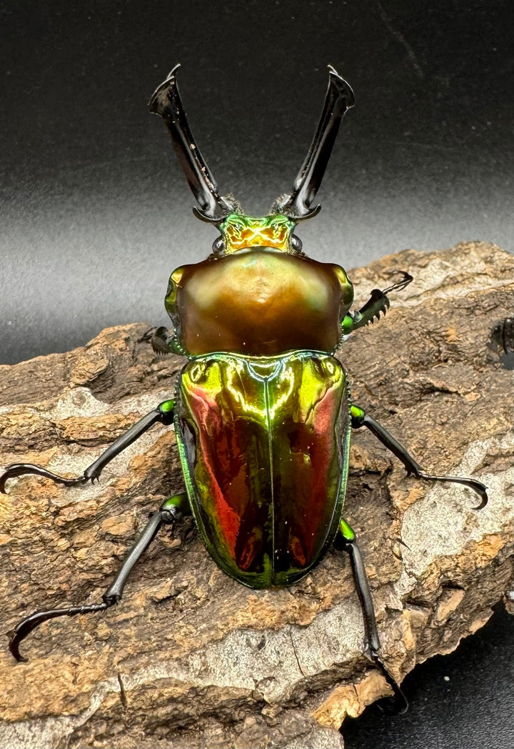 《ニジイロクワガタ 59mm ペア》