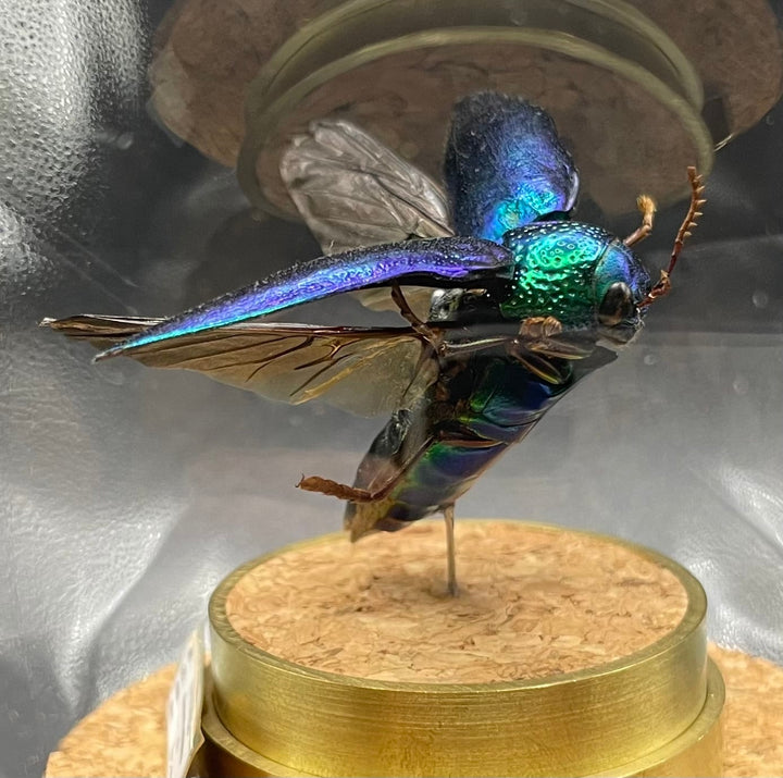 インテリア標本《ミドリフトタマムシ》