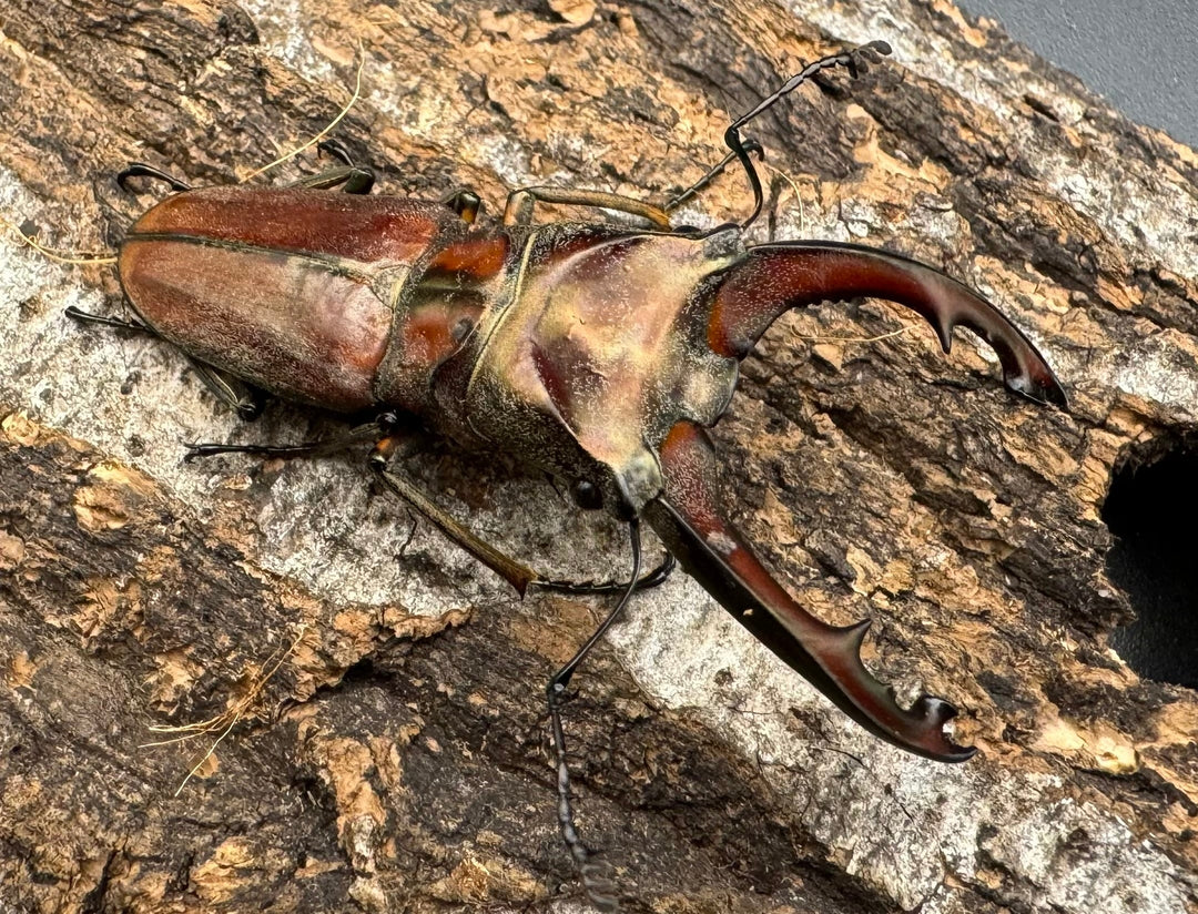 【WD】《ズベールホソアカ ミンダナオ産 52mm ペア》