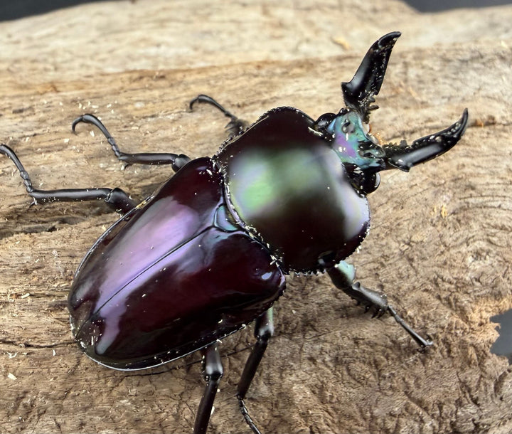 《ニジイロクワガタ Free ♂単》