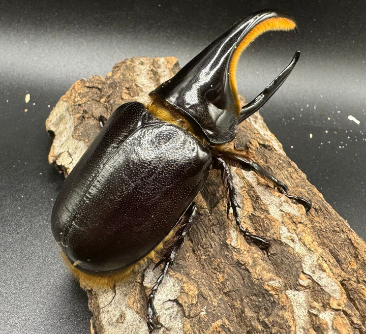 《サタンオオカブト 96mm ペア》