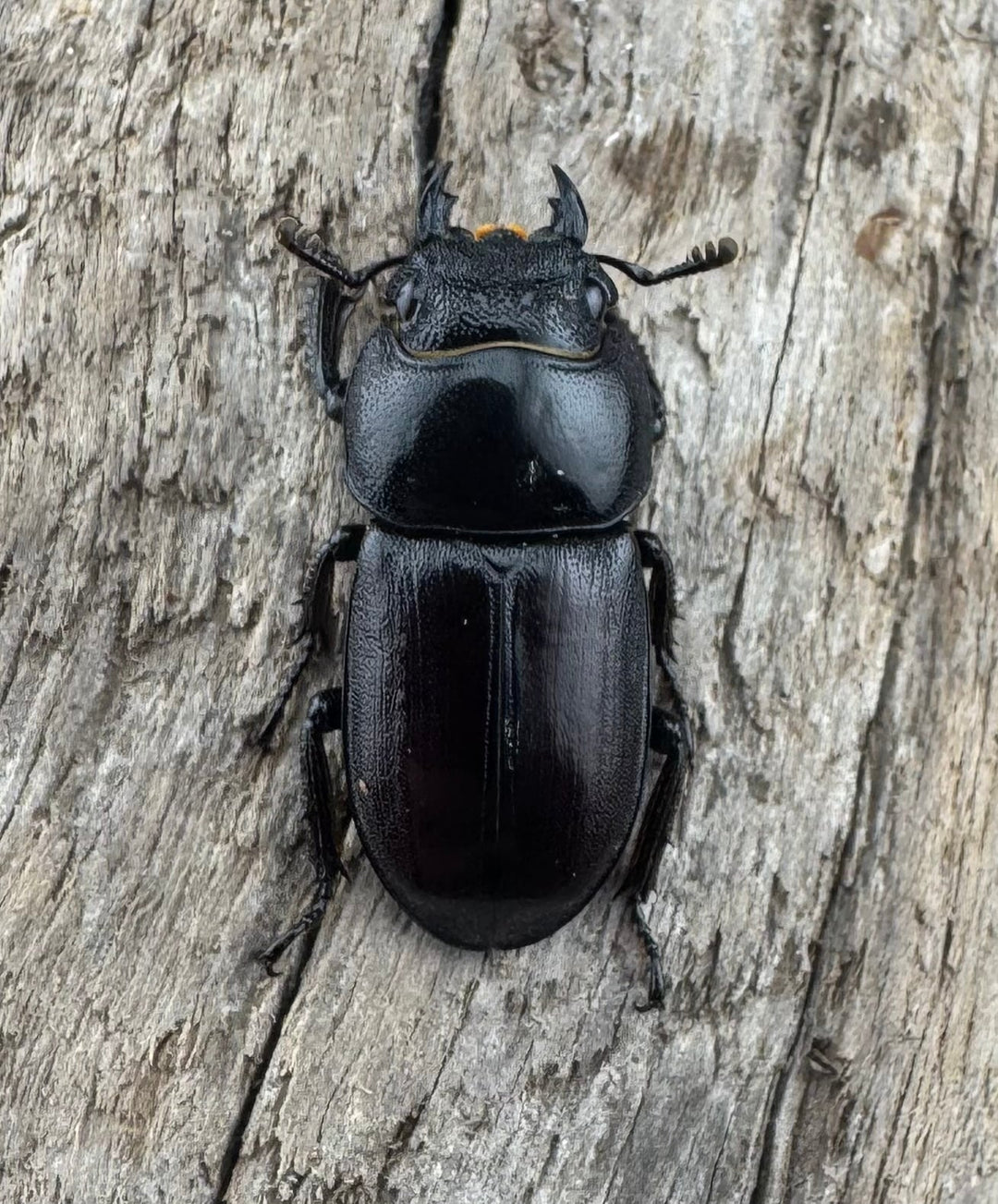 【WD】《アンドレアスノコギリヒラタ 中国産 51.5mm ペア》