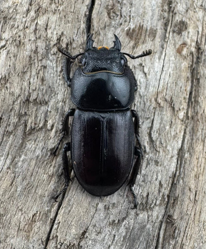 【WD】《アンドレアスノコギリヒラタ 中国産 51.5mm ペア》