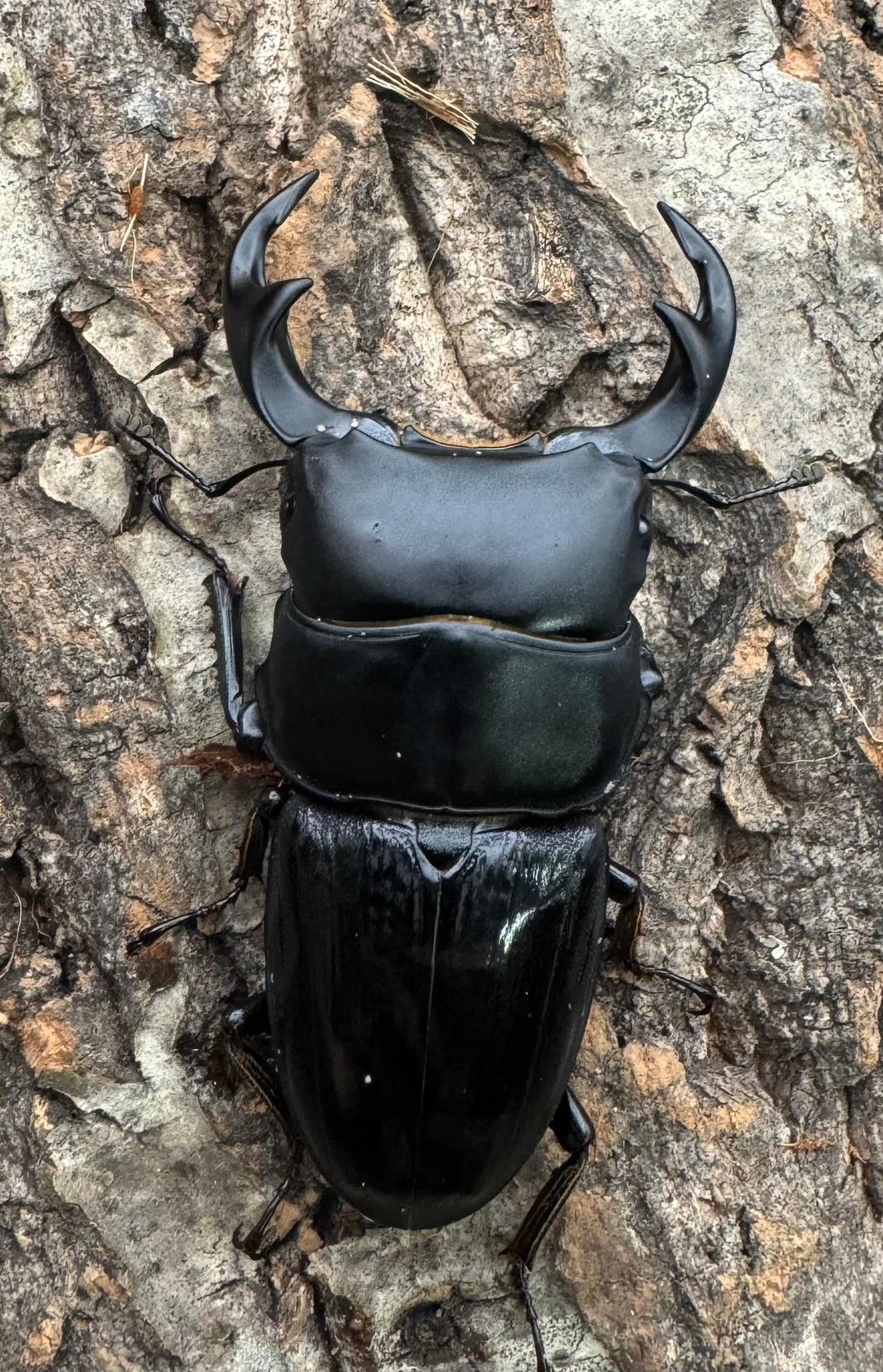 【WD】《ジャワパリーオオクワ 70mm ペア》