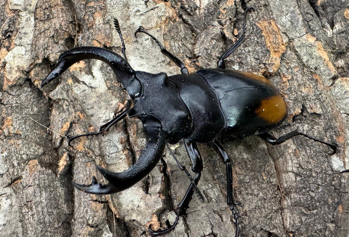 【WD】《セアカフタマタ（パリーフタマタ） 75mm ペア》