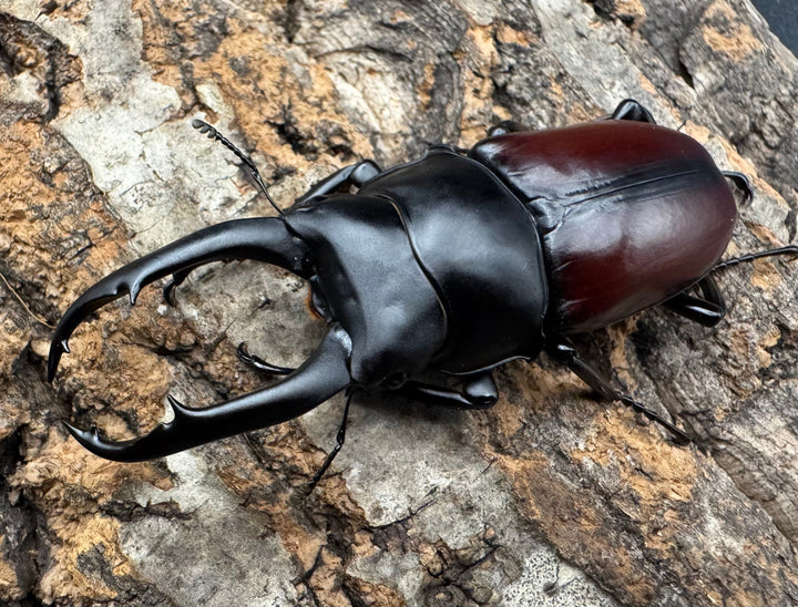 【WD】《ドンキエルコクワ原名亜種 70.5mm ペア》