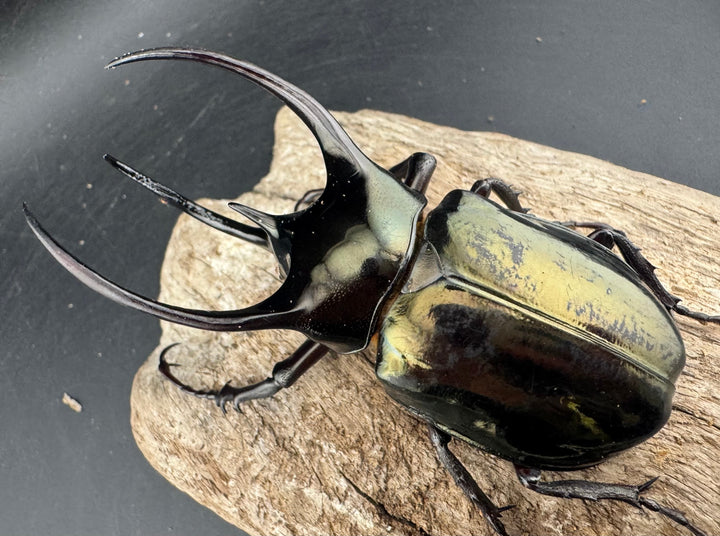 【WD】《ミンダナオアトラスオオカブト マラグサン産 95mm ペア》