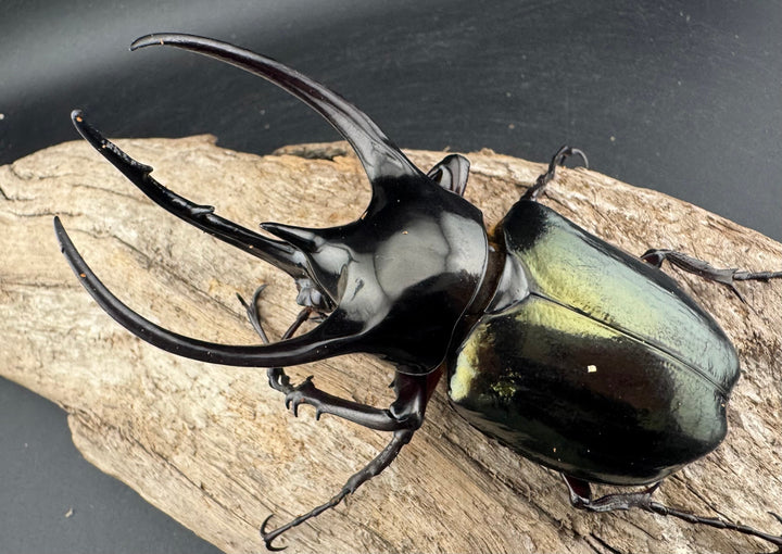 【WD】《ジャワコーカサスオオカブト 96.5mm ♂単》