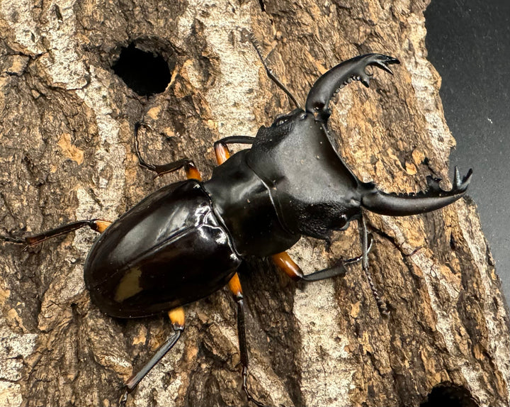 【WD】《インペリアリスツヤ亜種komorii 60mm ペア》