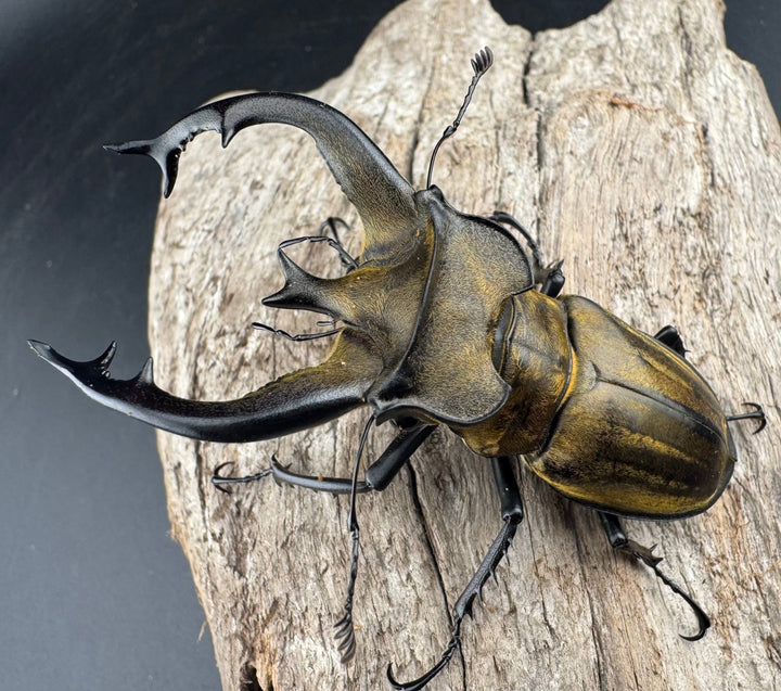 【WD】《フルキフェルミヤマ 75.5mm ペア》