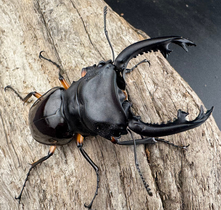 【WD】《インペリアリスツヤ亜種komorii 65mm ペア》