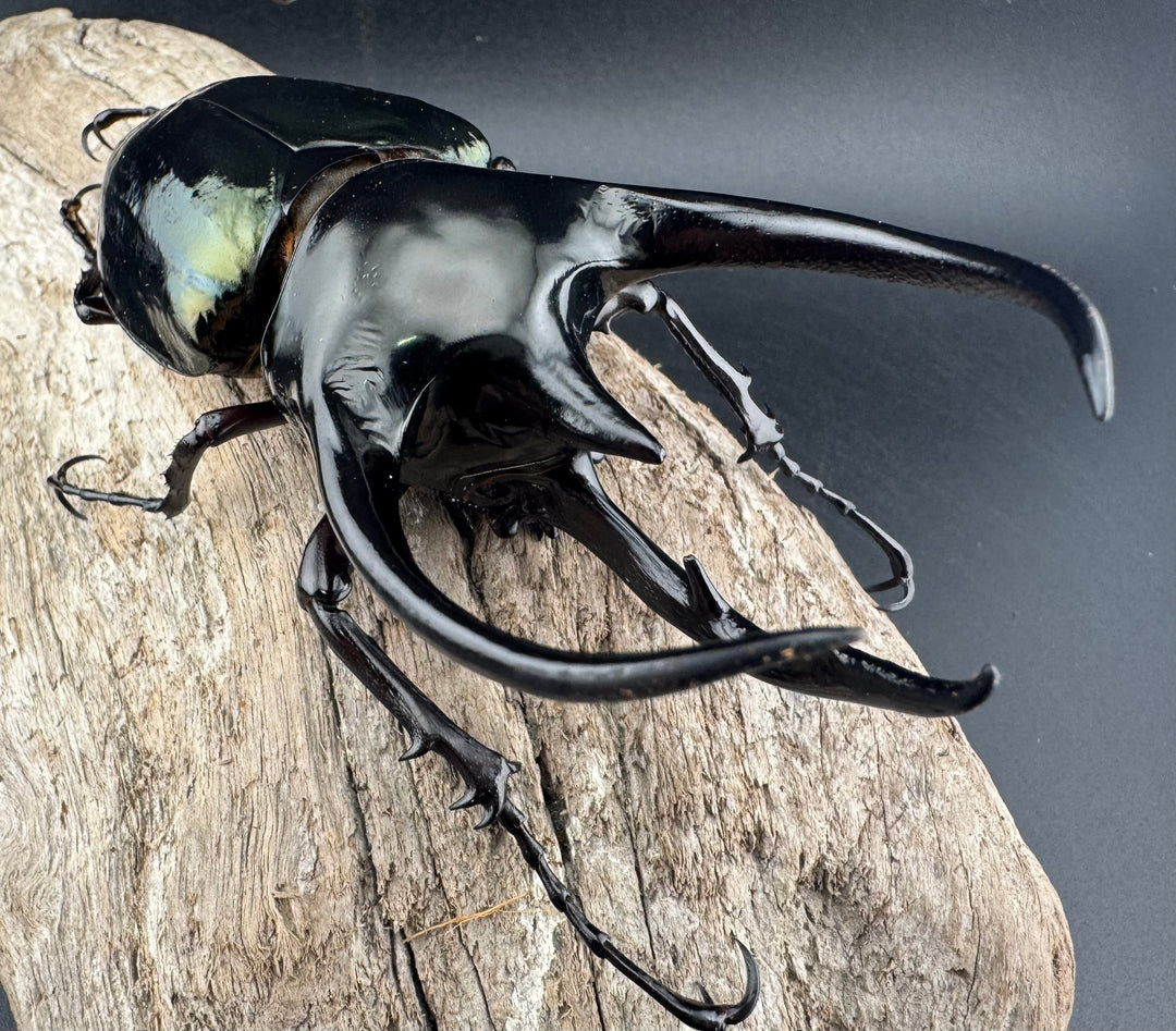 【WD】《ジャワコーカサスオオカブト 111mm ペア》