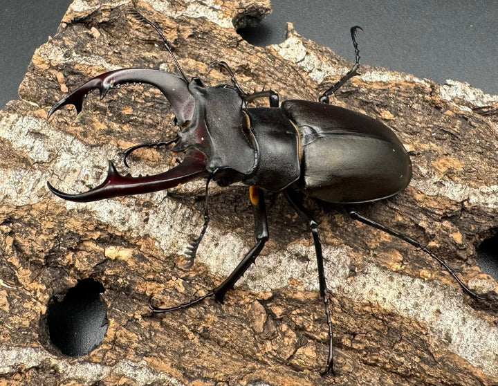 即ブリ《アクベシアヌスミヤマ 70mm ペア》