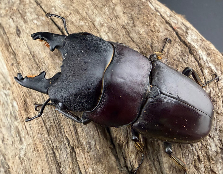 【WD】《タウルスヒラタ パラワン亜種 ロハス産 49.5mm ペア》