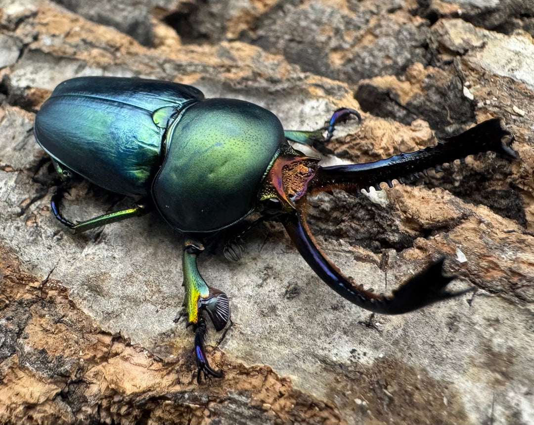 《パプアキンイロクワガタ 39mm ペア》