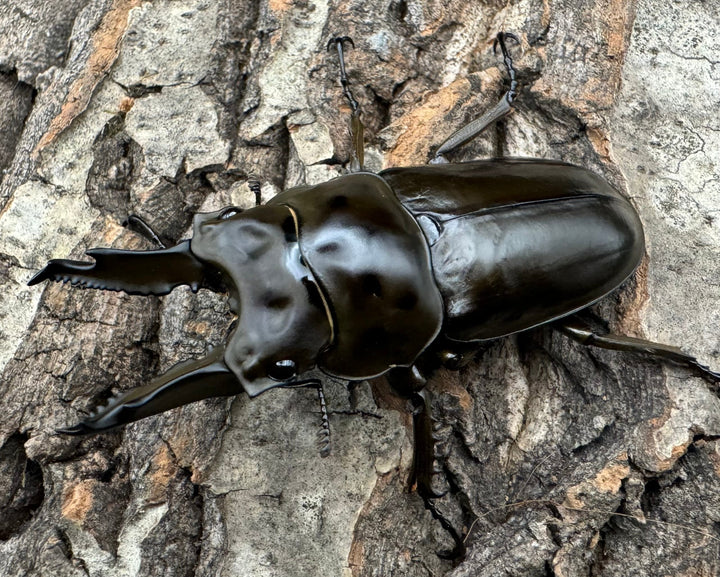 《ババオウゴンオニクワガタ 65mm ペア》