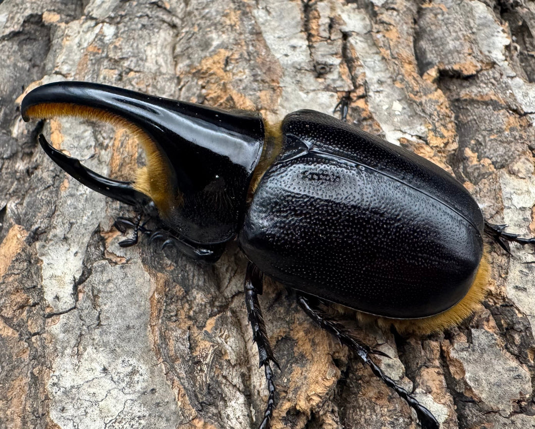 即ブリ《サタンオオカブト 80mm ペア》