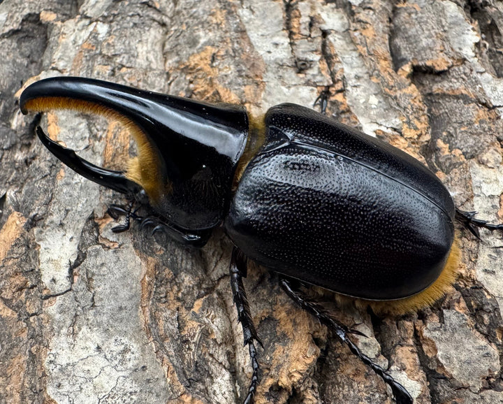 即ブリ《サタンオオカブト 80mm ペア》