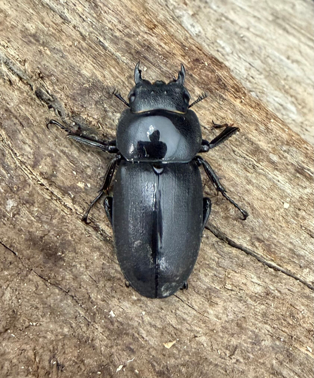 【F0】《コクワガタ 対馬産 38mm ♂♀♀トリオ》