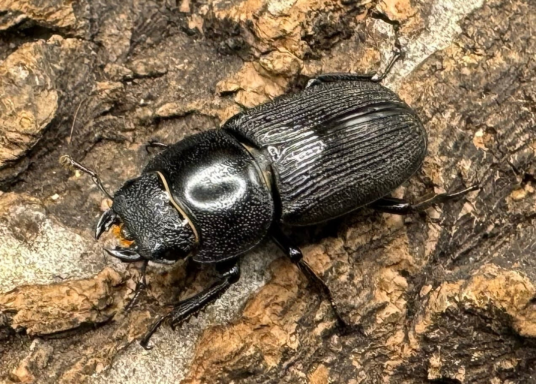 【WD】《ドルクス メンシウス 39mm ペア》