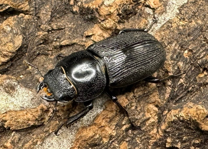 【WD】《ドルクス メンシウス 39mm ペア》