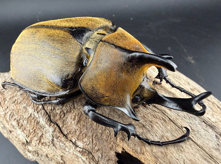 《ギアス ルンバッシャー 91.5mm ペア》