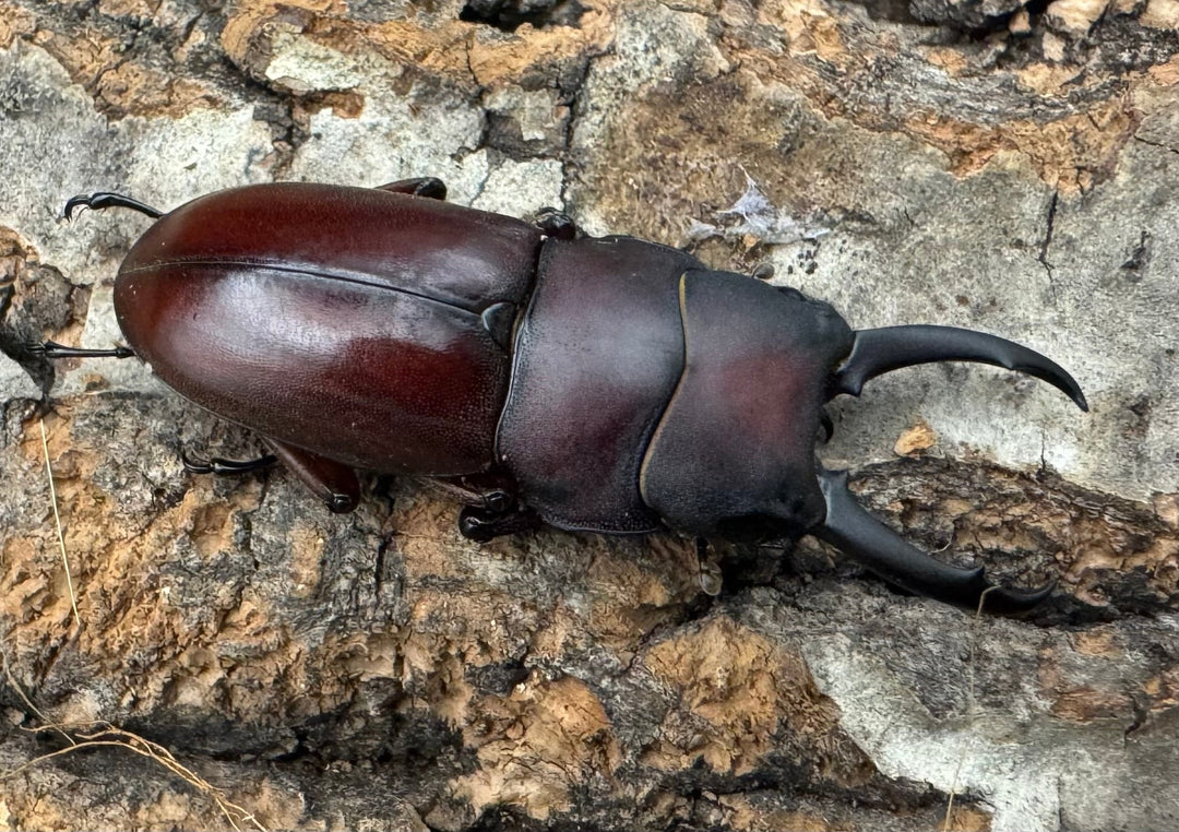 【WD】《ジュリエットノコギリ 36.5mmペア》