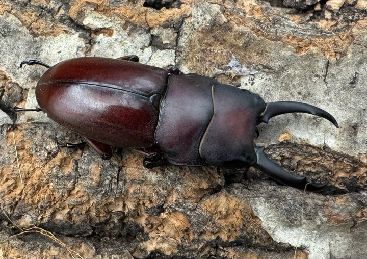 【WD】《ジュリエットノコギリ 36.5mmペア》